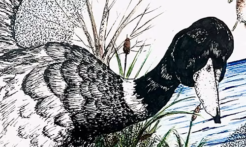 « Canard cadré! » — Illustration réalisée à l’encre et pastel gras.